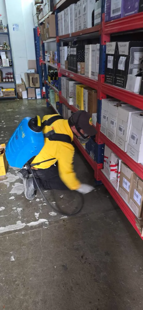 EcoPlagas technician treating shelving in a grocery storeroom