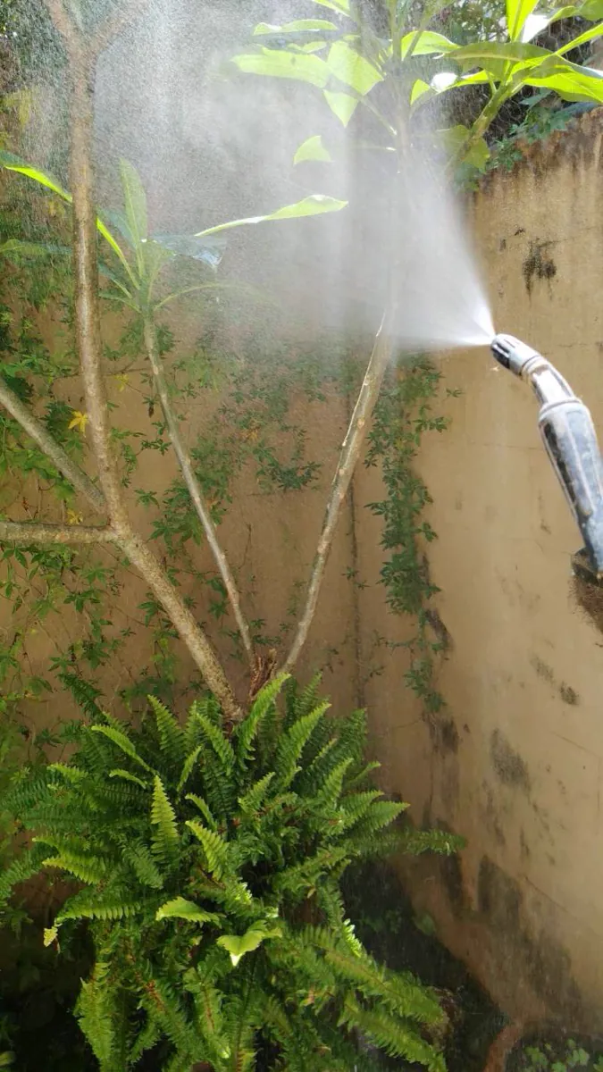 Pest control application in the garden of a house