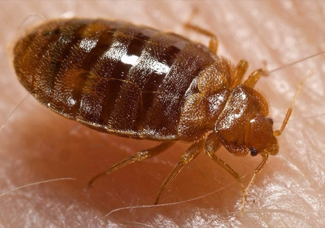 Adult bed bug close-up