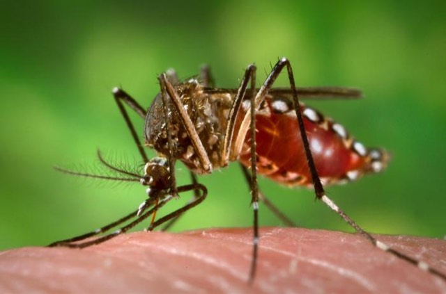 Aedes aegypti mosquito, the dengue vector