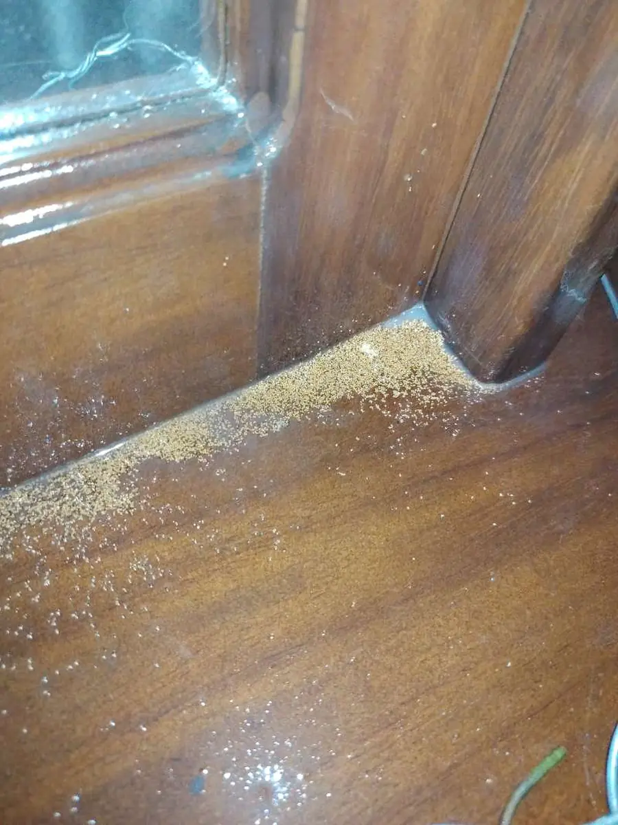 Polvillo de comején de madera seca bajo un mueble