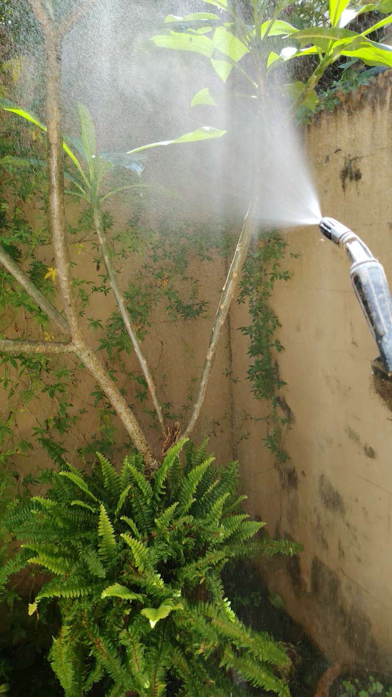 Spray fan over ferns and foliage in a residential garden