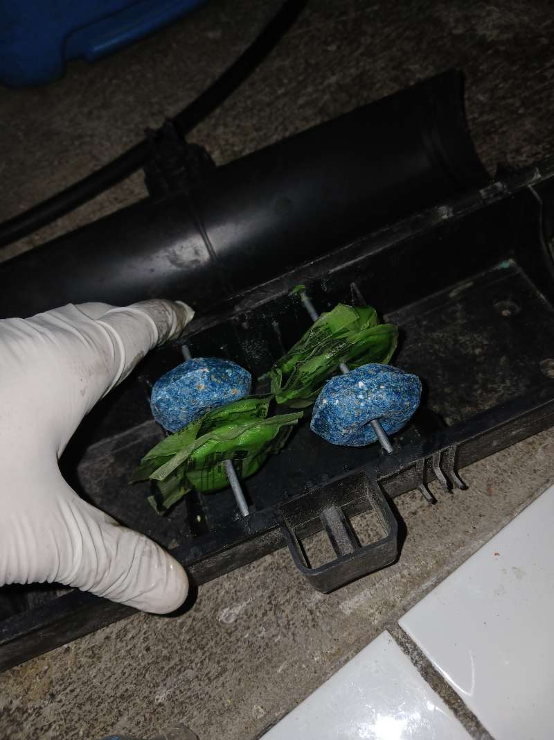 Mano con guante colocando bloques de cebo rodenticida frescos en una estación