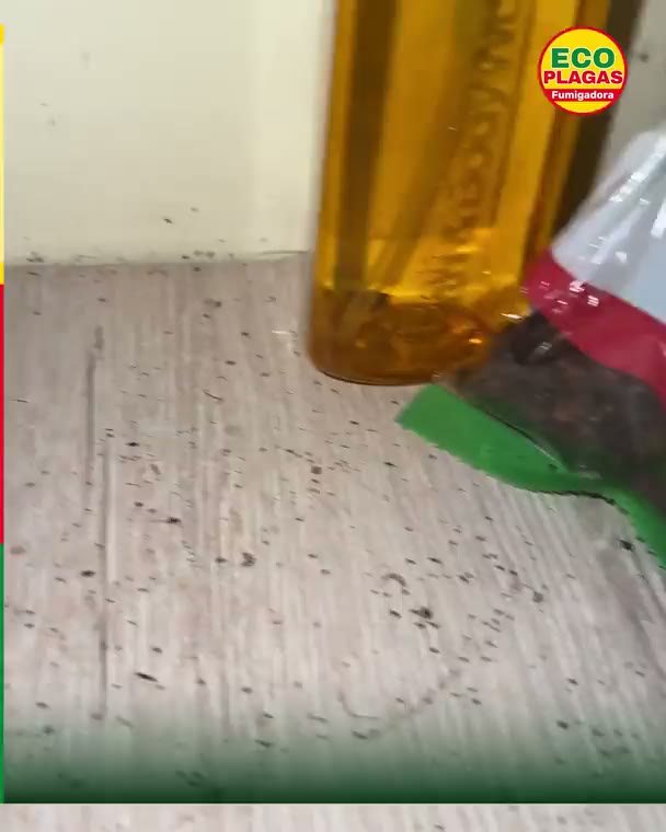 Antes y después: Una visita real, cucarachas eliminadas